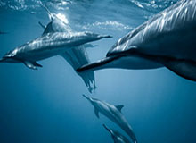 半岛体育-浙江男篮发布休赛期训练日常视频：训练日常+1